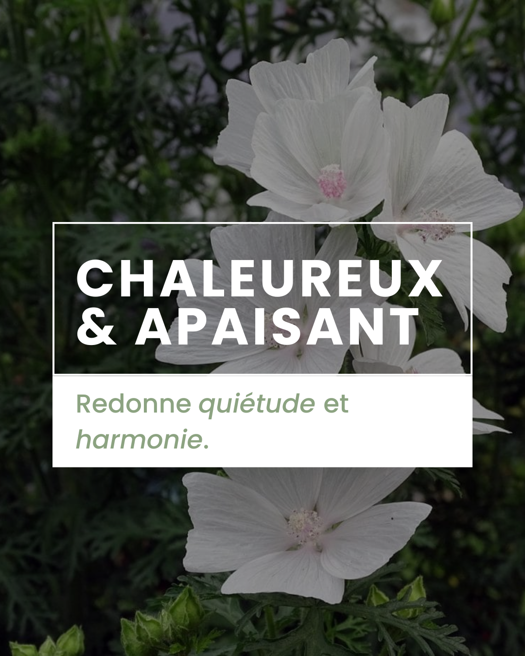 Parfum d'ambiance - Musc blanc