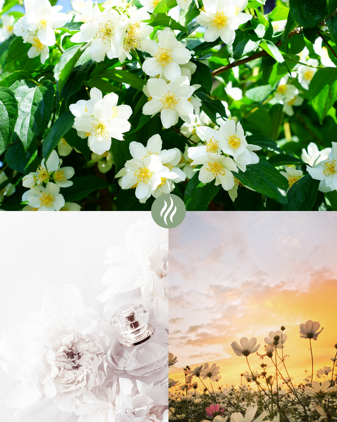Parfum d'ambiance - Jasmin