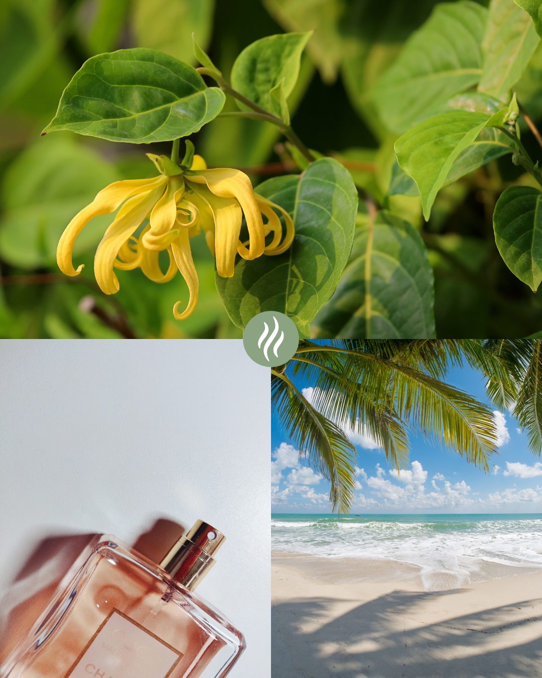 Parfum d'ambiance - Ylang-ylang