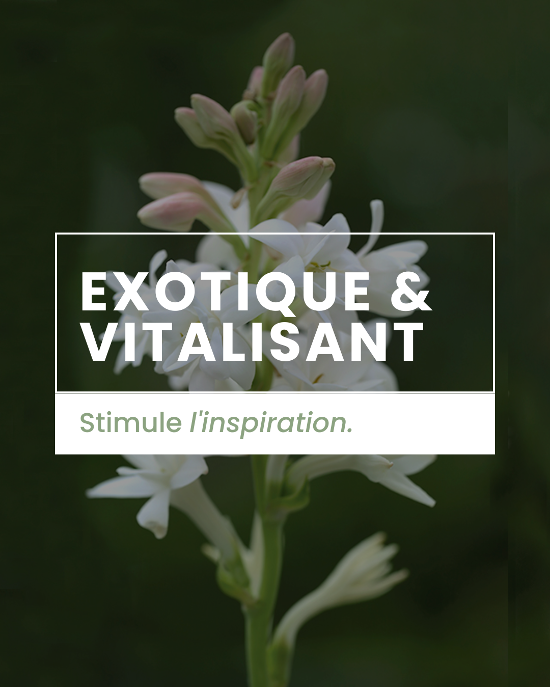 Parfum d'ambiance - Tubéreuse